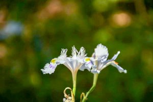 大倉公園、シャガ、５月夏の花、愛知県大府市の観光・撮影スポットの画像と写真