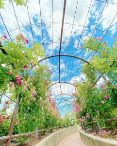 大野町バラ公園、5月夏の花、岐阜県揖斐郡大野町の観光・撮影スポットの画像と写真
