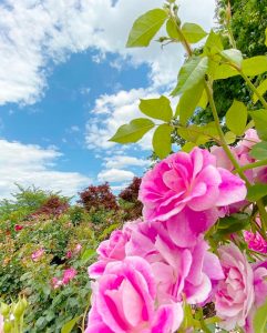 大野町バラ公園、5月夏の花、岐阜県揖斐郡大野町の観光・撮影スポットの画像と写真