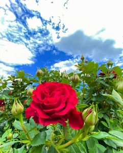 大野町バラ公園、5月夏の花、岐阜県揖斐郡大野町の観光・撮影スポットの画像と写真