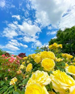 大野町バラ公園、5月夏の花、岐阜県揖斐郡大野町の観光・撮影スポットの画像と写真