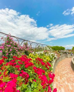 大野町バラ公園、5月夏の花、岐阜県揖斐郡大野町の観光・撮影スポットの画像と写真