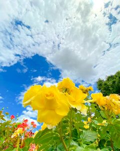 大野町バラ公園、5月夏の花、岐阜県揖斐郡大野町の観光・撮影スポットの画像と写真