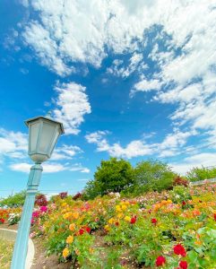 大野町バラ公園、5月夏の花、岐阜県揖斐郡大野町の観光・撮影スポットの画像と写真