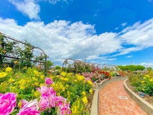 大野町バラ公園、5月夏の花、岐阜県揖斐郡大野町の観光・撮影スポットの画像と写真