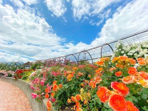 大野町バラ公園、5月夏の花、岐阜県揖斐郡大野町の観光・撮影スポットの画像と写真