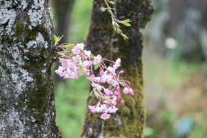 大津谷公園、桜、4月春の花、岐阜県揖斐郡の観光・撮影スポットの画像と写真