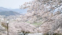 大津谷公園、桜、4月春の花、岐阜県揖斐郡の観光・撮影スポットの画像と写真