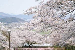 大津谷公園、桜、4月春の花、岐阜県揖斐郡の観光・撮影スポットの画像と写真