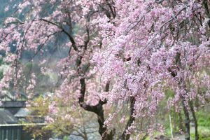 大津谷公園、桜、4月春の花、岐阜県揖斐郡の観光・撮影スポットの画像と写真