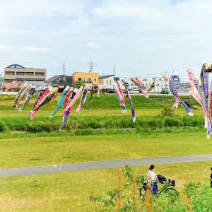 青い鯉のぼりプロジェクト 、印場橋、4月春、愛知県尾張旭市の観光・撮影スポットの画像と写真