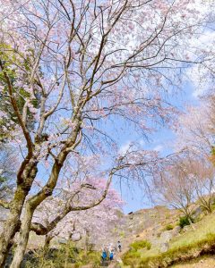 蘭丸のふるさと、さくら、4月春の花、岐阜県可児市の観光・撮影スポットの名所