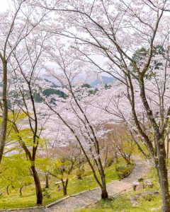 蘭丸のふるさと、さくら、4月春の花、岐阜県可児市の観光・撮影スポットの名所