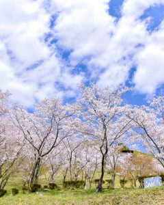 蘭丸のふるさと、さくら、4月春の花、岐阜県可児市の観光・撮影スポットの名所蘭丸のふるさと、さくら、4月春の花、岐阜県可児市の観光・撮影スポットの名所