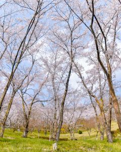 蘭丸のふるさと、さくら、4月春の花、岐阜県可児市の観光・撮影スポットの名所