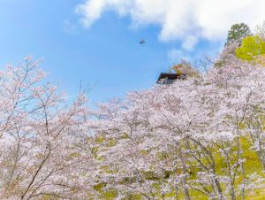蘭丸のふるさと、さくら、4月春の花、岐阜県可児市の観光・撮影スポットの名所