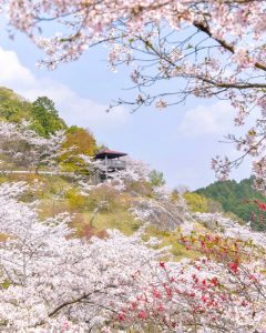 蘭丸のふるさと、さくら、4月春の花、岐阜県可児市の観光・撮影スポットの名所