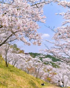 蘭丸のふるさと、さくら、4月春の花、岐阜県可児市の観光・撮影スポットの名所