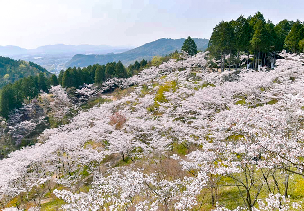蘭丸のふるさと、さくら、4月春の花、岐阜県可児市の観光・撮影スポットの名所