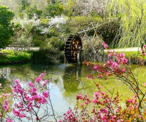レッドヒルヒーサーの森、4月春の花、三重県津市の観光・撮影スポットの画像と写真