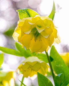 レッドヒルヒーサーの森、4月春の花、三重県津市の観光・撮影スポットの画像と写真
