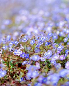 レッドヒルヒーサーの森、4月春の花、三重県津市の観光・撮影スポットの画像と写真
