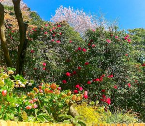 レッドヒルヒーサーの森、シャクナゲ、4月春の花、三重県津市の観光・撮影スポットの画像と写真