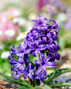レッドヒルヒーサーの森、4月春の花、三重県津市の観光・撮影スポットの画像と写真