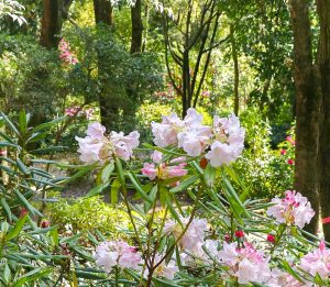 レッドヒルヒーサーの森、シャクナゲ、4月春の花、三重県津市の観光・撮影スポットの画像と写真