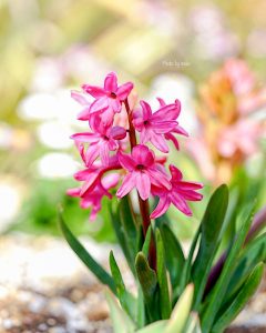 レッドヒルヒーサーの森、4月春の花、三重県津市の観光・撮影スポットの画像と写真