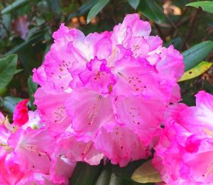 レッドヒルヒーサーの森、シャクナゲ、4月春の花、三重県津市の観光・撮影スポットの画像と写真