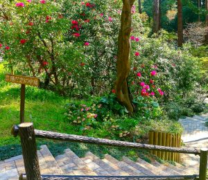 レッドヒルヒーサーの森、シャクナゲ、4月春の花、三重県津市の観光・撮影スポットの画像と写真