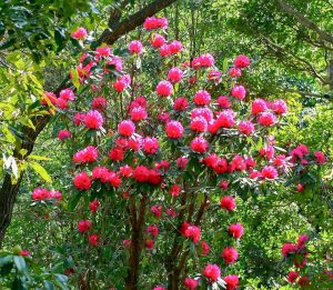 レッドヒルヒーサーの森、シャクナゲ、4月春の花、三重県津市の観光・撮影スポットの画像と写真