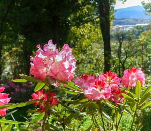 レッドヒルヒーサーの森、シャクナゲ、4月春の花、三重県津市の観光・撮影スポットの画像と写真