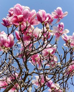 レッドヒルヒーサーの森、4月春の花、三重県津市の観光・撮影スポットの画像と写真