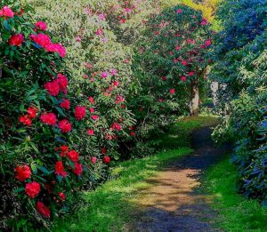 レッドヒルヒーサーの森、シャクナゲ、4月春の花、三重県津市の観光・撮影スポットの画像と写真