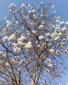 レッドヒルヒーサーの森、4月春の花、三重県津市の観光・撮影スポットの画像と写真