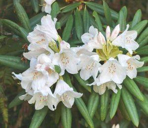 レッドヒルヒーサーの森、シャクナゲ、4月春の花、三重県津市の観光・撮影スポットの画像と写真
