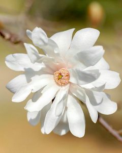 レッドヒルヒーサーの森、4月春の花、三重県津市の観光・撮影スポットの画像と写真