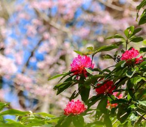 レッドヒルヒーサーの森、シャクナゲ、4月春の花、三重県津市の観光・撮影スポットの画像と写真