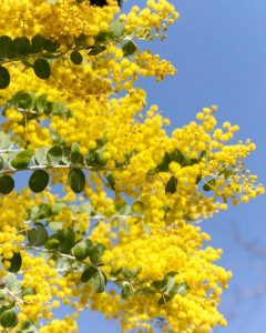 レッドヒルヒーサーの森、4月春の花、三重県津市の観光・撮影スポットの画像と写真