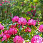 レッドヒルヒーサーの森、シャクナゲ、4月春の花、三重県津市の観光・撮影スポットの画像と写真