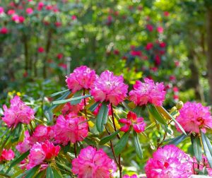レッドヒルヒーサーの森、シャクナゲ、4月春の花、三重県津市の観光・撮影スポットの画像と写真