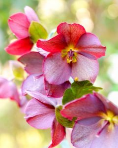 レッドヒルヒーサーの森、4月春の花、三重県津市の観光・撮影スポットの画像と写真