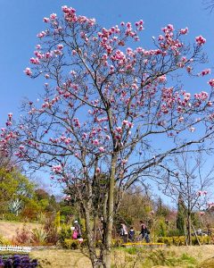 レッドヒルヒーサーの森、4月春の花、三重県津市の観光・撮影スポットの画像と写真