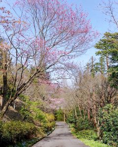 レッドヒルヒーサーの森、4月春の花、三重県津市の観光・撮影スポットの画像と写真