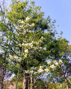 レッドヒルヒーサーの森、4月春の花、三重県津市の観光・撮影スポットの画像と写真
