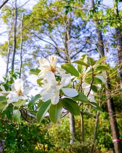 レッドヒルヒーサーの森、4月春の花、三重県津市の観光・撮影スポットの画像と写真