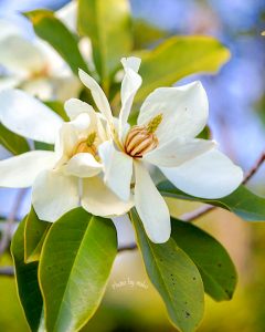 レッドヒルヒーサーの森、4月春の花、三重県津市の観光・撮影スポットの画像と写真