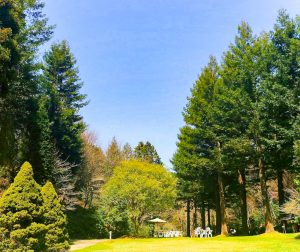 レッドヒルヒーサーの森、4月春の花、三重県津市の観光・撮影スポットの画像と写真